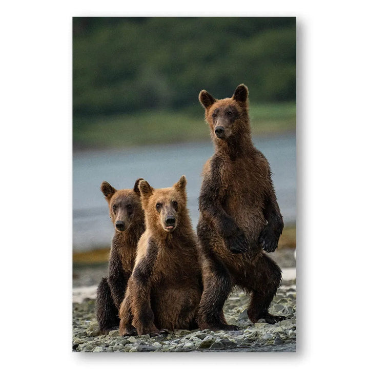 Bear Trio on Alert Photo Print