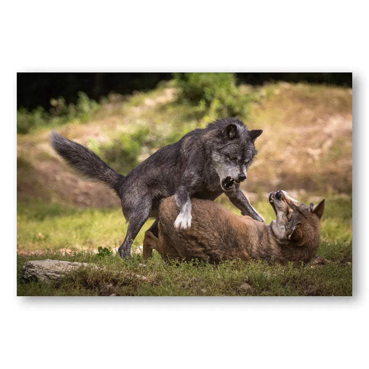 Wolf Showdown Photo Print