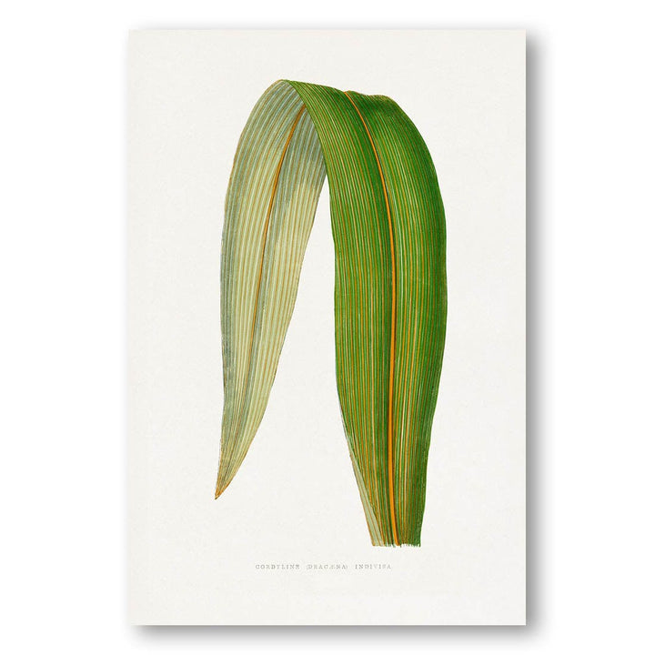 Dracaena Leaf Illustration Art Print