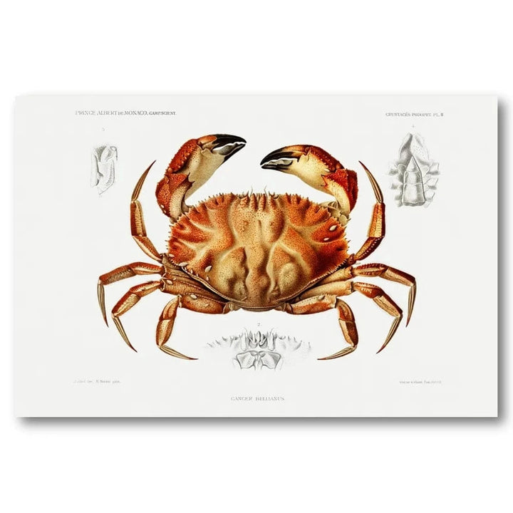 Dungeness Crab by Albert I Art Print