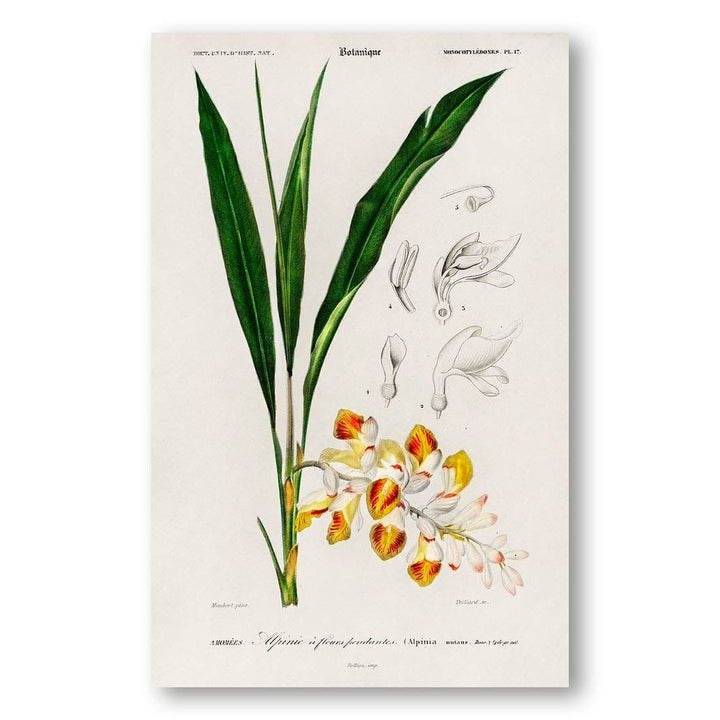 Dwarf Cardamom by Charles Dessalines D Orbigny Art Print
