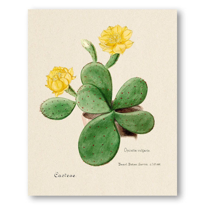 Eastern Prickly Pear Cactus Art Print