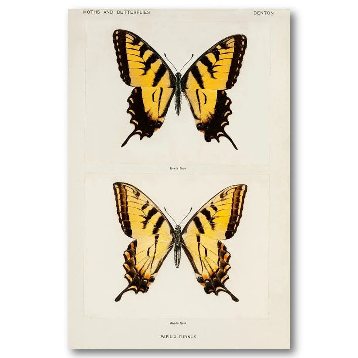 Eastern Tiger Swallowtail Art Print