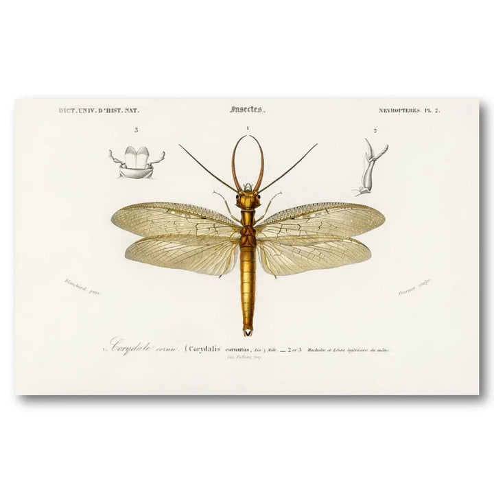 Eastern Dobsonfly by D Orbigny Art Print