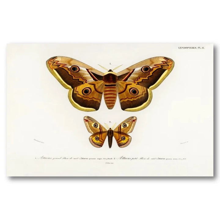 Emporor Moths by D Orbigny Art Print