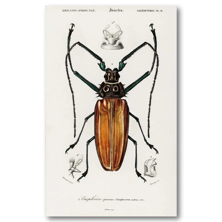 Enoplocerus by Charles Dessalines Art Print