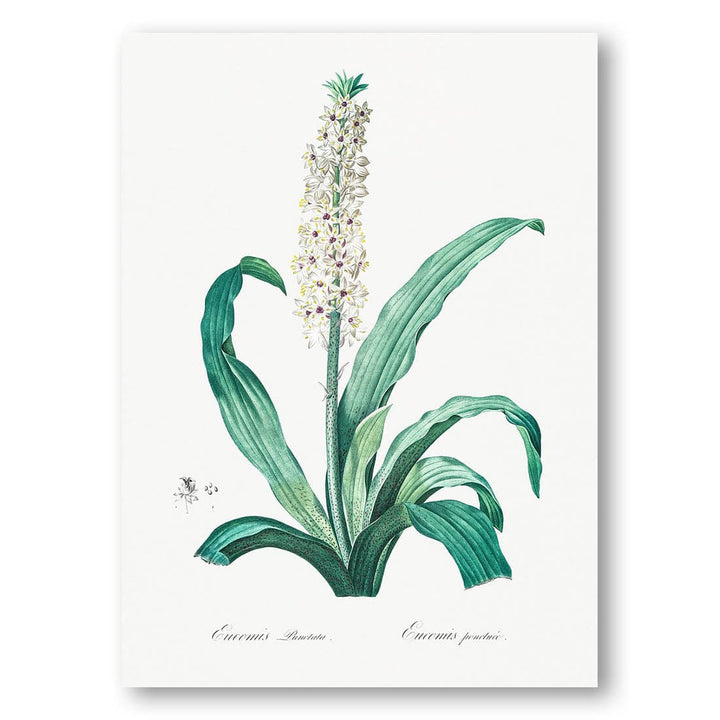 Eucomis punctata by Pierre-Joseph Redouté Art Print