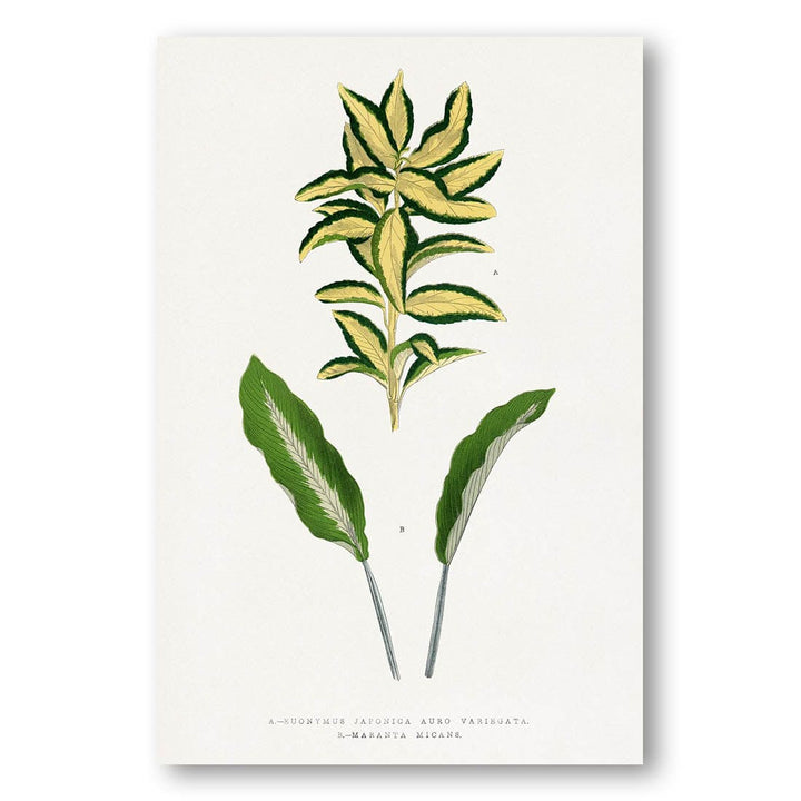 Euonymus Japonica Auro Variegata Art Print