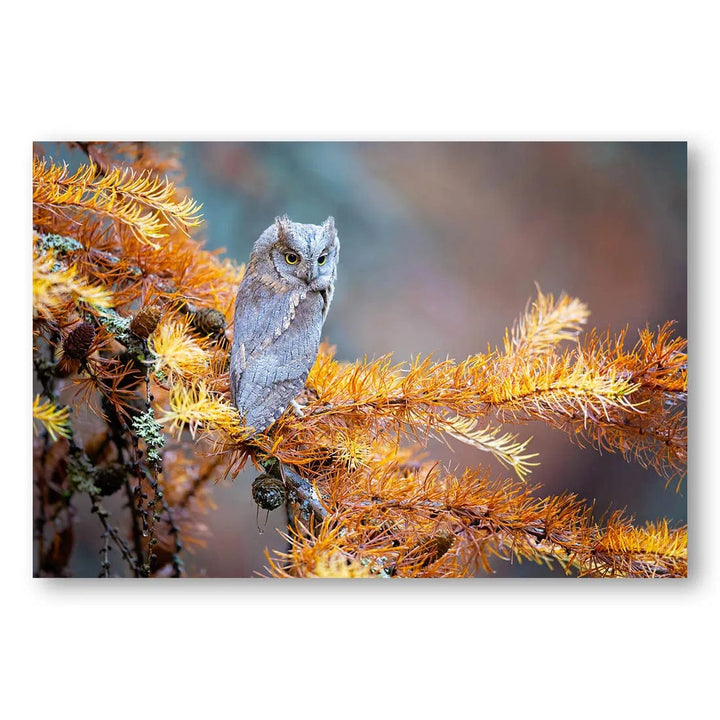 Autumn Perch Owl Photo Print