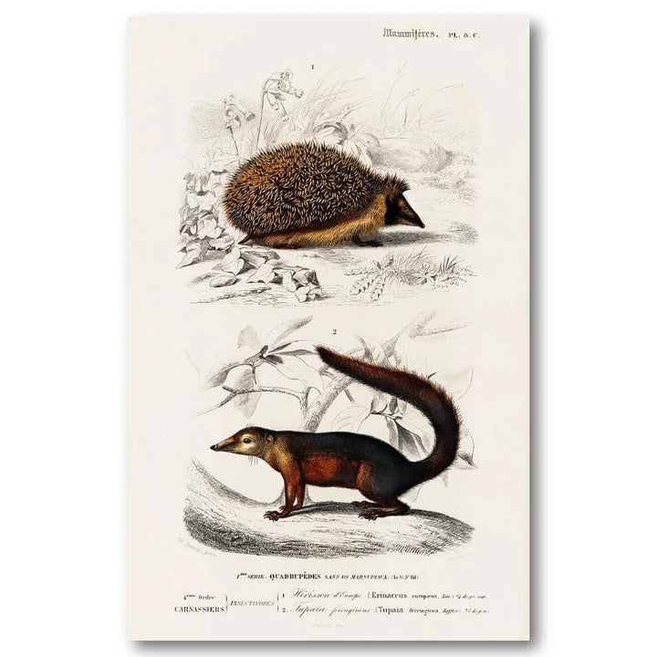 European Hedgehog and Treeshrew by Charles Dessalines D Orbigny Art Print