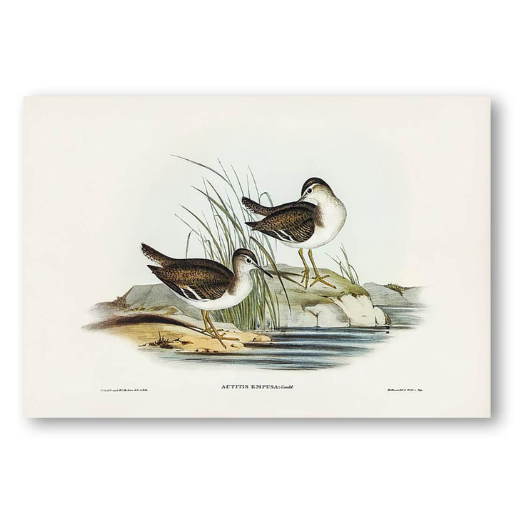 Fairy Sandpiper by Elizabeth Gould Art Print