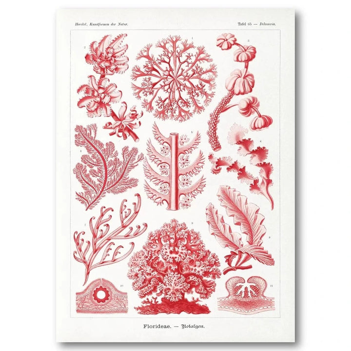 Florideae Algae Illustration Art Print