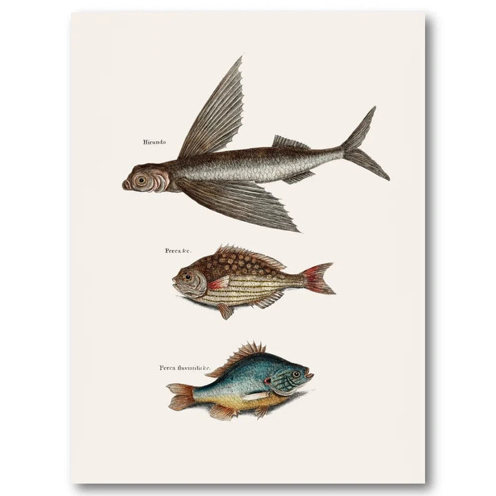 Flying and Rudder Fish Art Print