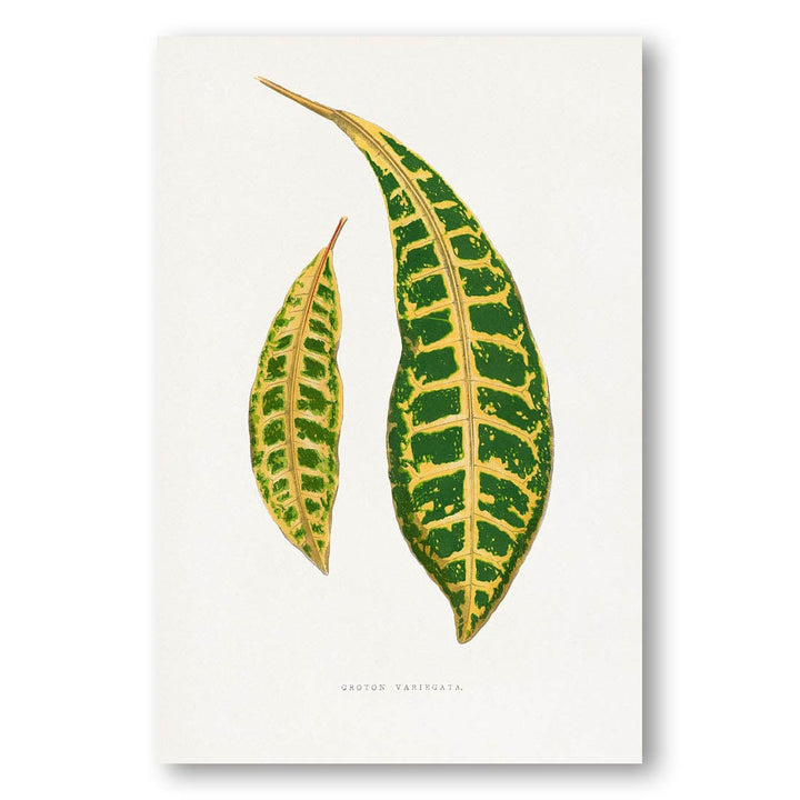 Croton Variegata by Francis Lydon Art Print