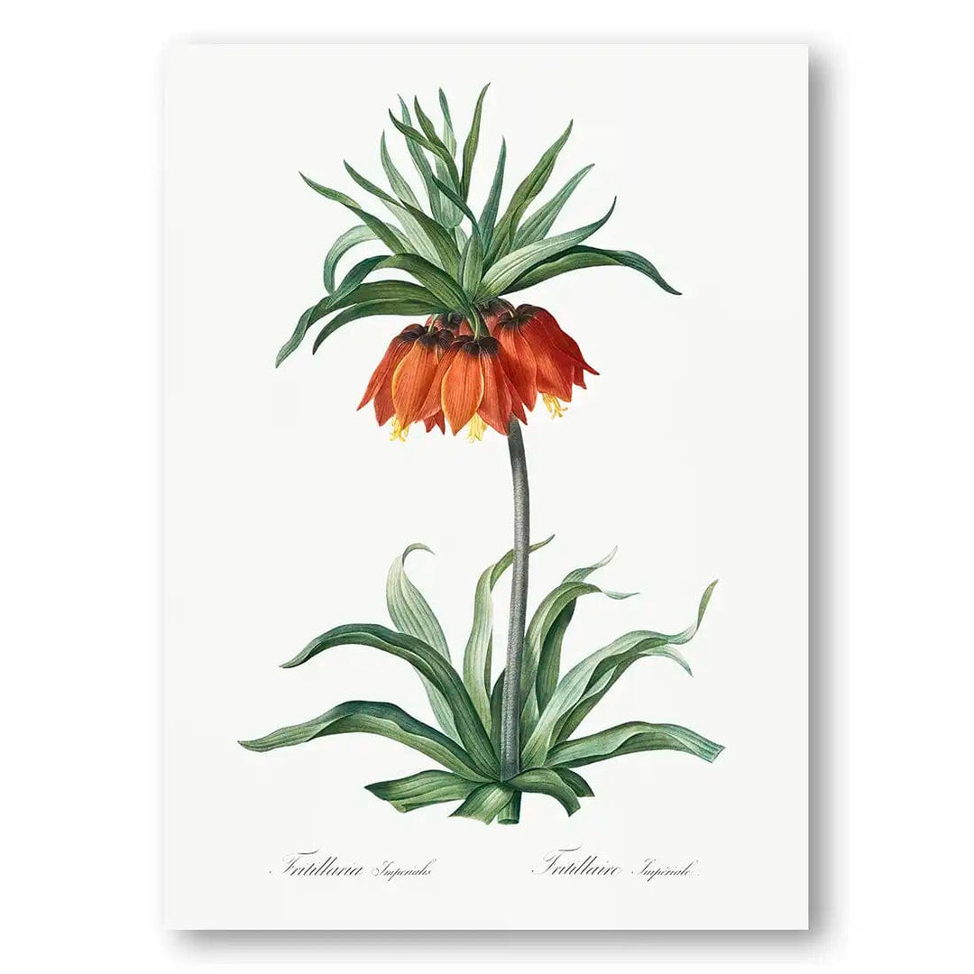 Fritillaries Flower Art Print
