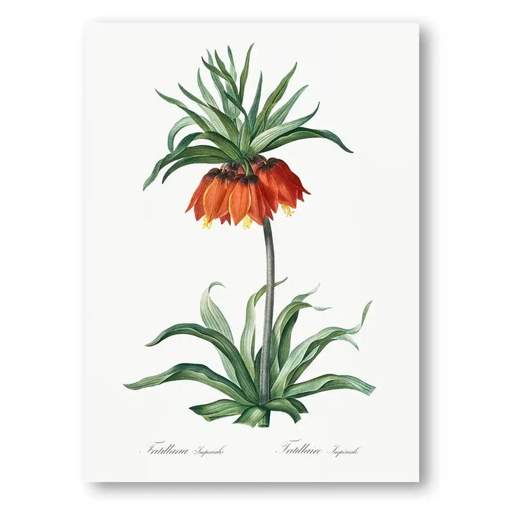 Fritillaries Flower Art Print