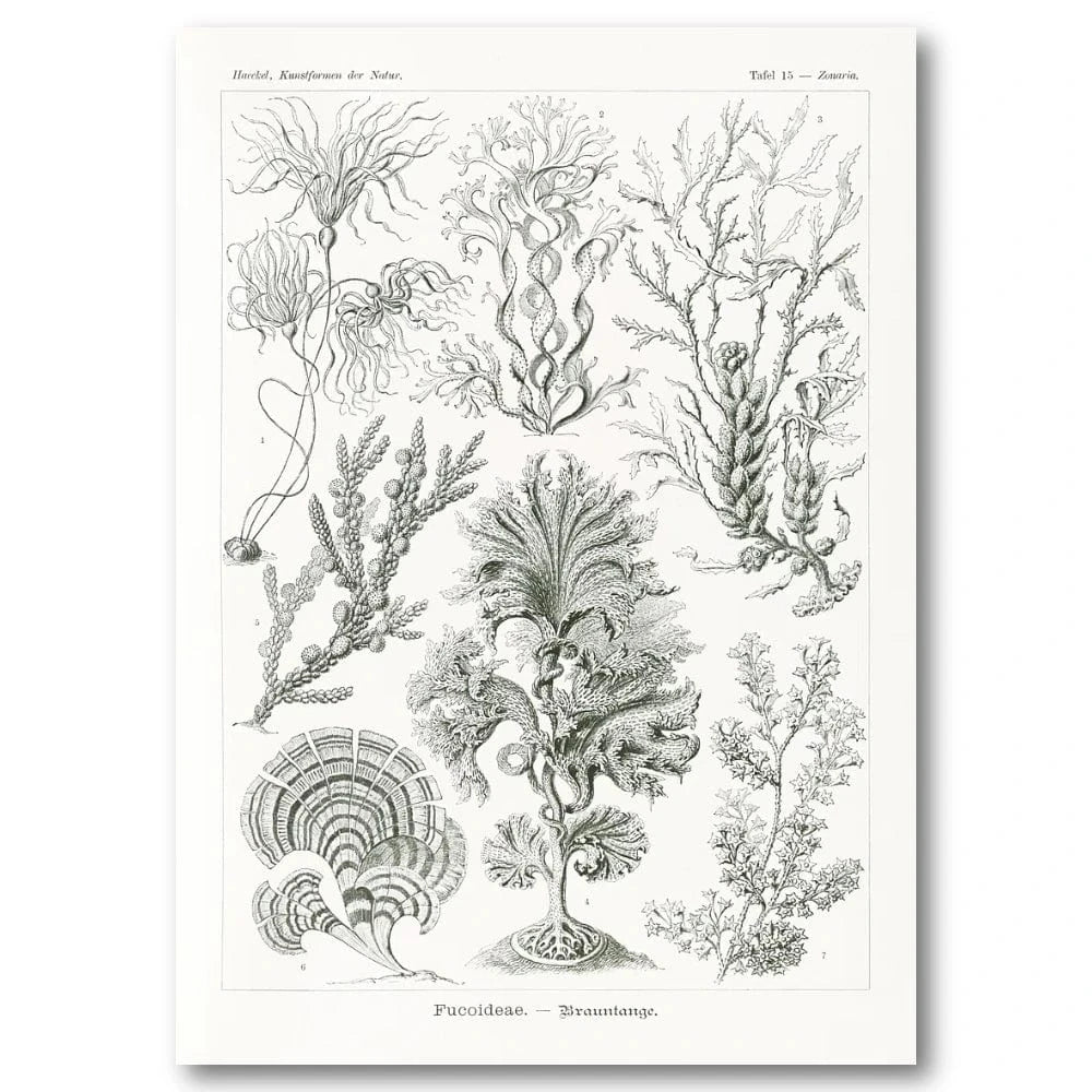 Fucoideae Botanical Illustration Art Print
