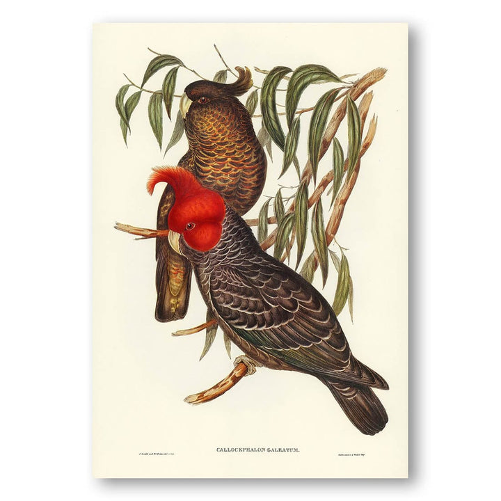 Gang-gang Cockatoo by Elizabeth Gould Art Print
