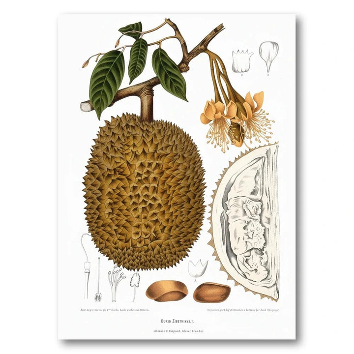 Durian Botanical Illustration Art Print