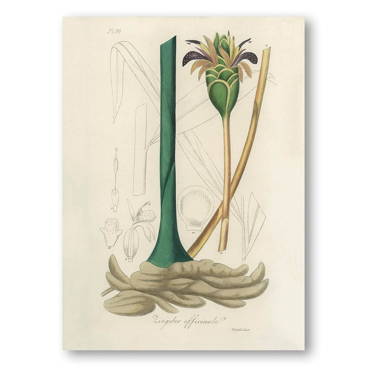 Zingiber Officinale by John Stephenson Art Print