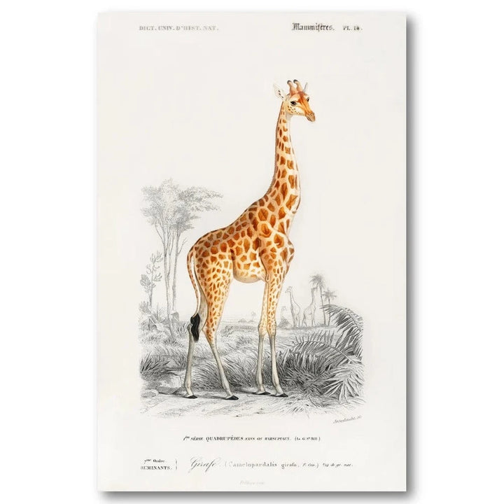 Giraffe Illustration Art Print