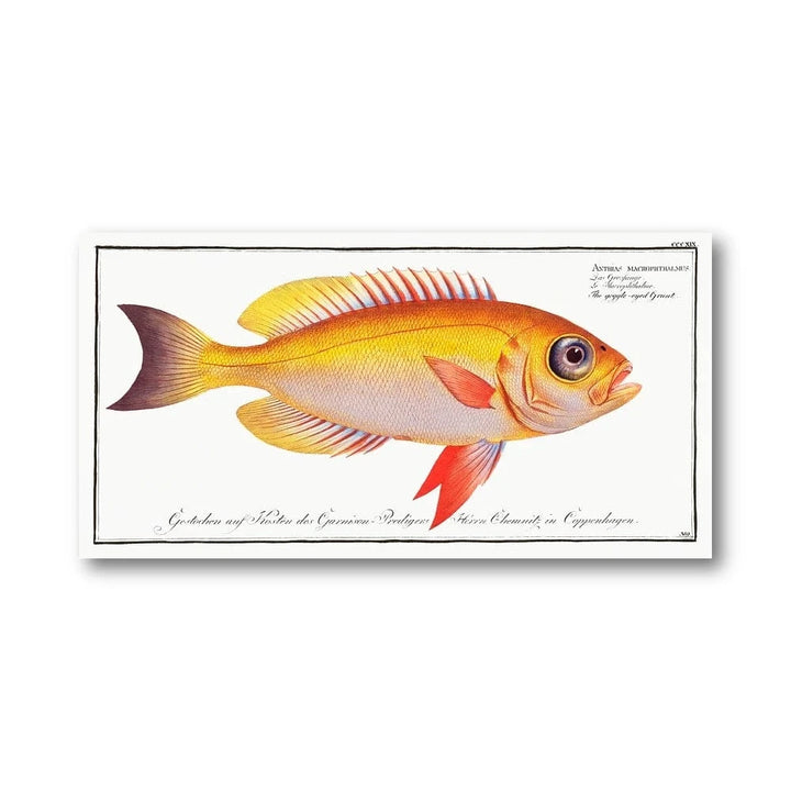 Goggle-eyed Grunt Illustration Art Print