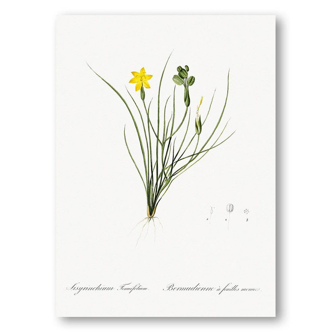 Golden Blue-eyed Grass by Pierre Joseph Redouté Art Print