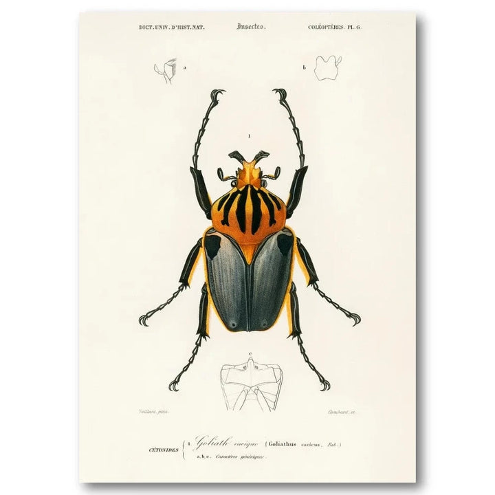 Goliathus cacicus by D Orbigny Art Print