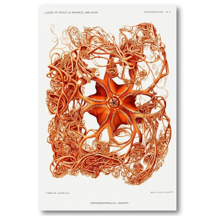 Gorgonocephalus arcticus by Albert Art Print