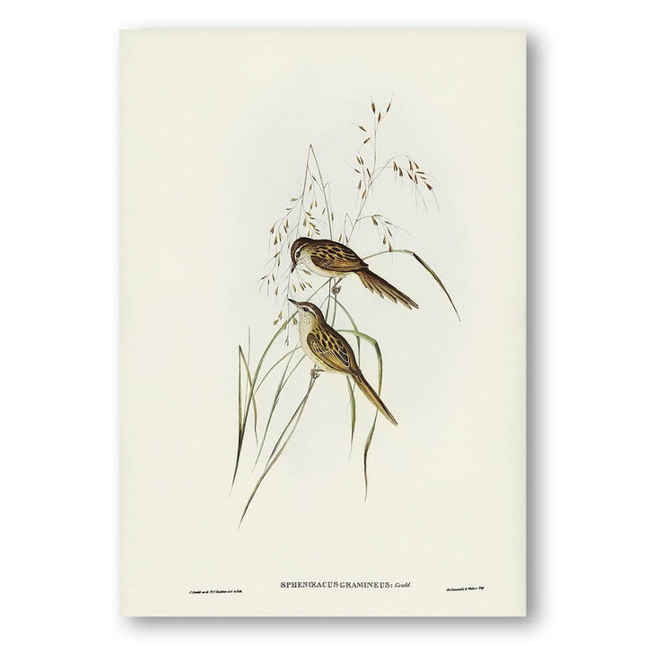 Grass-loving Sphenoeacus by Elizabeth Gould Art Print