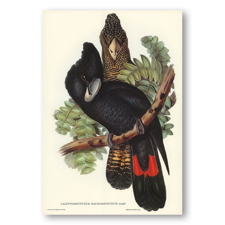 Great-billed Black Cockatoo by Elizabeth Gould Art Print