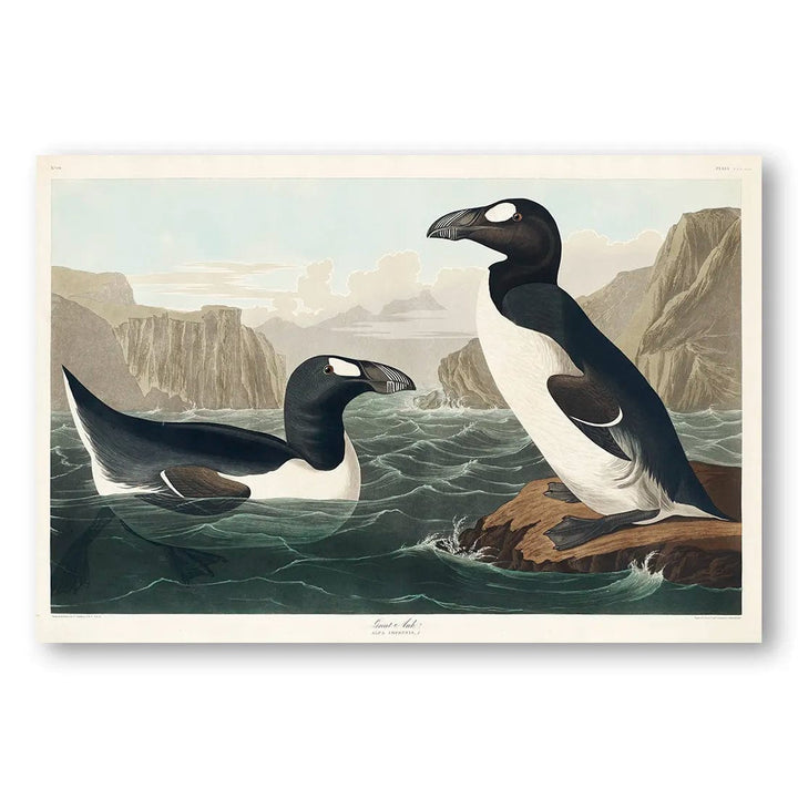 Great Auks by John James Audubon Wall Art Print