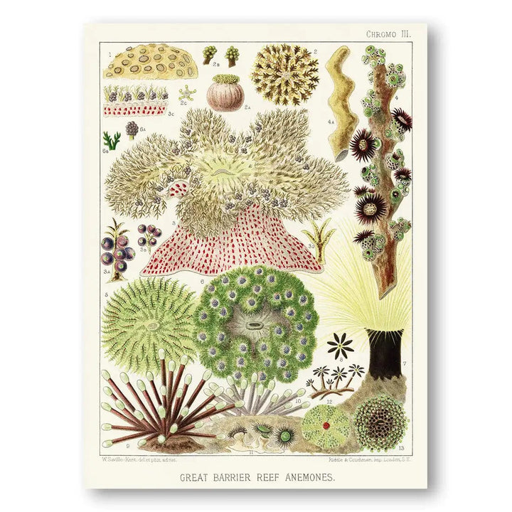 Great Barrier Reef Anemones Coastal Art Print
