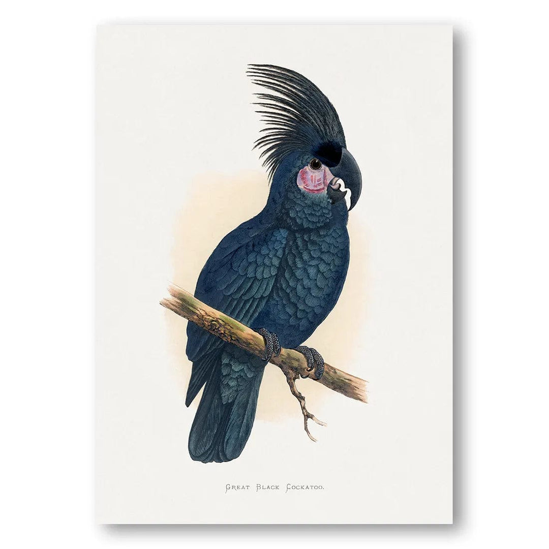 Great Black Cockatoo Art Print