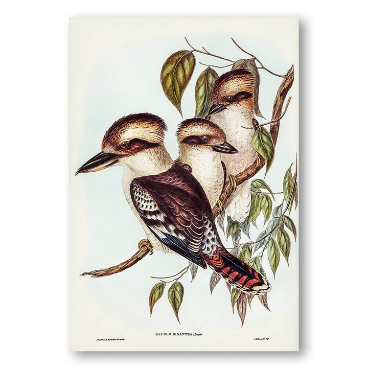 Great Brown Kingfisher by Elizabeth Gould Art Print