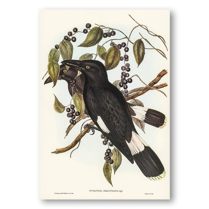 Great Crow-Shrike by Elizabeth Gould Art Print