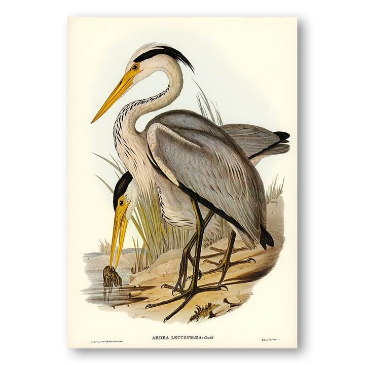 Great Grey Heron by Elizabeth Gould Art Print