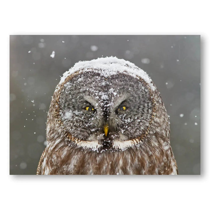 Snowy Grey Owl Majesty Photo Print