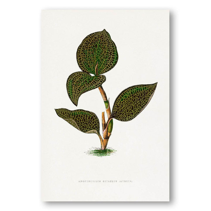 Anectochilus Setaceus Leaf Illustration Art Print