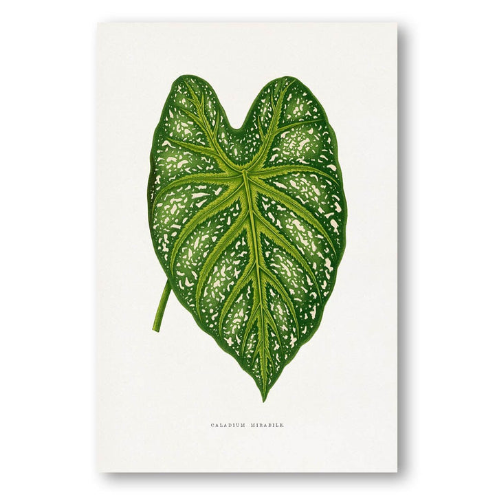 Green Caladium Mirabile Leaf Illustration Art Print