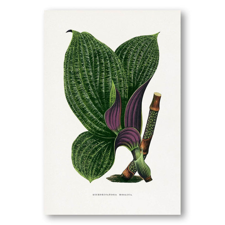 Green Dichorisandra Mosaica by Les Plantes Art Print