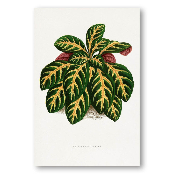 Green Eranthemum Igneum Leaf Illustration Art Print