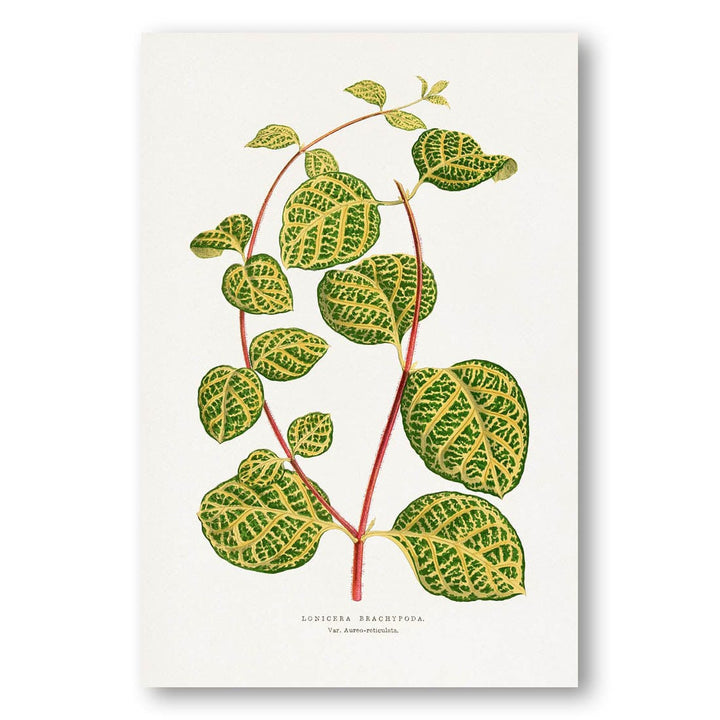 Green Lonicera Brachypoda Leaf Illustration Art Print