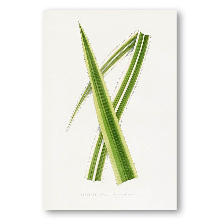 Pandanus Javanicus Variegatus Leaf Illustration Art Print