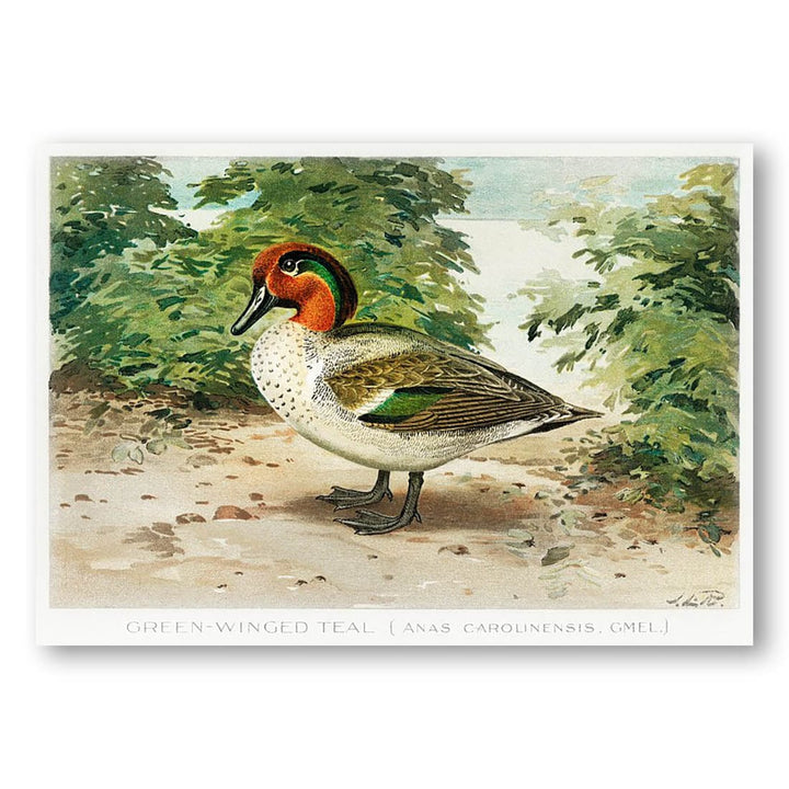 Green-Winged Teal by L. Ridgway Art Print