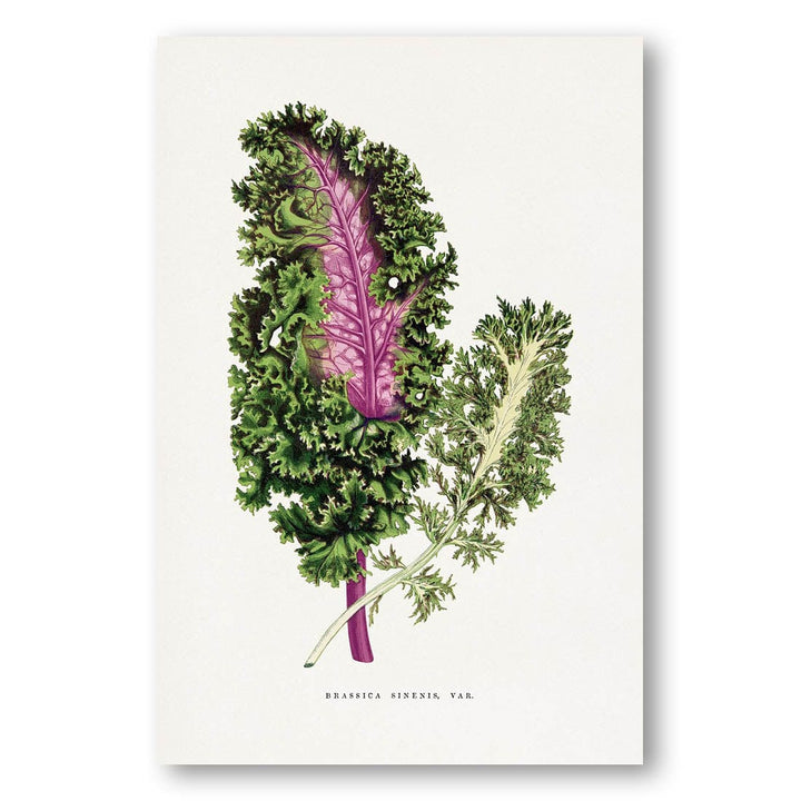 Green Wild Cabbage Leaf Illustration Art Print