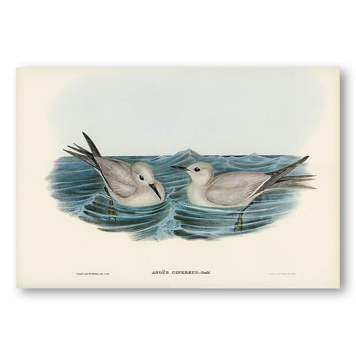 Grey Noddy by Elizabeth Gould Art Print