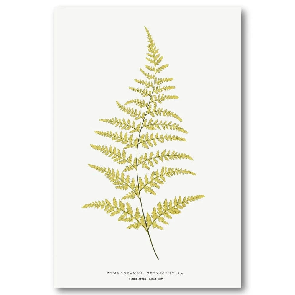 Gymnogramma Chrysophylla Botanical Art Print
