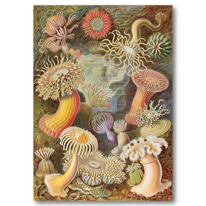 Actiniae by Ernst Haeckel Art Print