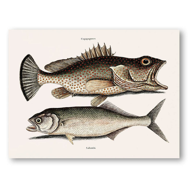 Hind Fish and Skipjack Art Print
